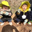 🥔동글동글 감자를 심었어요🥔 이미지