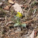 솜방망이 이미지