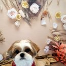 꽃보다 Dog 이미지