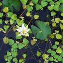 각시수련 Nymphaea tetragona var. minima (Nakai) W. T. Lee 이미지