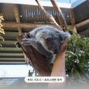 왈라루하우스 | 스테판 :: Day 5. 포트스테판 투어, 사막 썰매 + 오크베일 동물원 + (돌고래) 일일투어, 호주무한투어 후기