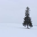 진풍갈비 | 폭설 온 날의 비에이-후라노 버스투어 기록 (251226 Canon EOS M2)