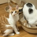 한샘동물병원 이미지