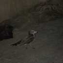 멍멍개야 이미지