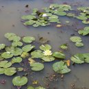 청수호수공원 이미지