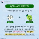 성샤인 이미지