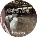 강원도 평창 대관령 가볼만한곳::삼양라운드힐 겨울 다소아쉽