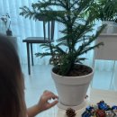 모던플랜츠 이미지