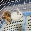 매산리 538 | 용인 토끼, 기니피그, 골든햄스터, 드워프햄스터 분양중이에요 경기광주, 이천, 분당, 하남, 동탄, 수원...