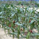 윤경농장 이미지