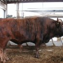 한우유전자원컨설팅 이미지