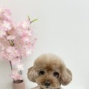 보니또그 이미지