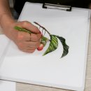 꽃그림 색연필화(보타니컬 아트) 이미지