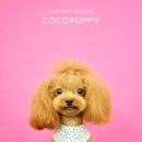 삐삐애견 이미지