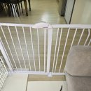 인성교육상담사(야간) | 의성 군위 애견훈련소 강아지 방문교육으로 분리불안과 배변 교육 다녀 온 후기