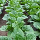 동네농장 이미지