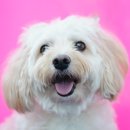 하얀강아지 이미지