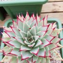 다미농장 이미지