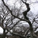 명월교 Daum카페