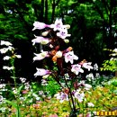 캐나다와 미국 동부가 원산지인 팬스테몬디기탈리스(Penstemon digitalis) 이미지