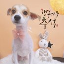 복이네도그살롱 네이버블로그