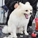 민건농장 | 애견미용 배우고 느낀 솔직후기…생각보다 힘들었던 이유