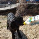 그린흑염소농장 이미지