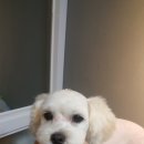 예뻐해줄개 이미지