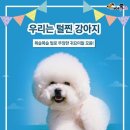 털찐강아지 이미지