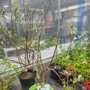 정다운 | 평택꽃집 남사화훼단지 근처 정다운묘목농원 블루베리 묘목 후기