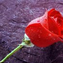 RoseDay 이미지
