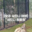 코알라 | 호주 시드니 여행 &#34;시드니 동물원(Sydnet zoo)&#34; 쿼카 캥거루 코알라 후기