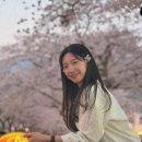 경화역 | 2026년 진해군항제 (로망스 다리, 경화역) 벚꽃 후기🌸🤍