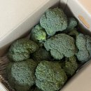 농라 은지네농원 비품 브로콜리 구매 후기🥦