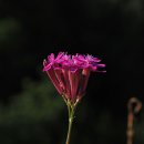 아르메리아 네이버블로그