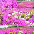 군포시 철쭉동산과 초막골 생태공원의 봄 풍경(4/23). 이미지