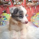 뽀송뽀송애견놀이방 이미지