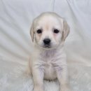 10만원 래브라도리트리버분양 강아지분양 강아지무료분양 이미지