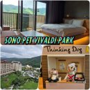 펫 바디움 | 소노펫 비발디파크 강원도 홍천 애견동반호텔 펫패밀리룸 플레이그라운드 여행