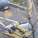 주정차단속-66 이미지