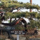 BA비스타CC몬티그늘집 | [이천]비에이비스타CC 겨울 라운딩 후기 (feat.겨울골프)