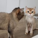 고양이이발관(부천신중동점) 이미지