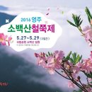 2016년 영주 소백산 철쭉제 이미지