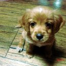 뭉뭉이네 이미지