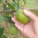 소민농장 이미지