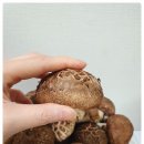 하진이네 버섯뜰에