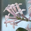 라일락 | 베란다 미스김 라일락 만개 후기 | 향기까지 완벽했던 봄꽃 기록