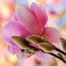 꽃피는 봄날 이미지