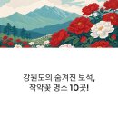 양천구 지역명소 탐방코스 7 | 작약꽃 개화시기 완벽 공략! 강원도 작약 명소 10곳 추천