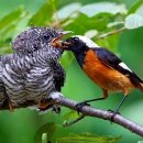 뻐꾹 | 시매(猜枚): ‘뻐꾹질’이라고 한다.